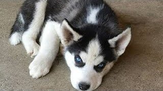 Funny Dog Cute Dog Vine Compilation 2020 Cutest Puppies Ever Videos Puppies