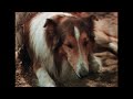 Now! Lassie Come Home (1943)