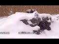 Toronto Zoo Giant Panda Enjoys Epic Snow Fall
