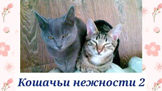 Кошачьи Нежности 2. Мурчик И Ночка 🐈🐈 Cat's Romantic. Cats. Relax