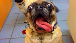 Смешные собаки Приколы про собак Funny Dogs 2019 (Наиболее Курьезные ситуации)