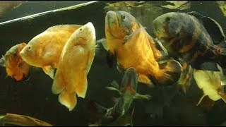 Как И Чем Кормить Аквариумных Рыб, Aquarium Fish Feeding.