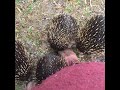 Group of Echidnas Form 'Love Train', Mistake Woman For Tree download mp3 dan video Group of Echidnas Form 'Love Train', Mistake Woman For Tree