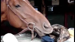 Horse Eating Cat