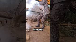 Mira Cómo Este Valiente Conejito Lucha Por Su Amor