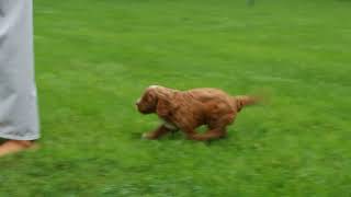 Cavapoo Puppies For Sale Elmer Stoltzfus
