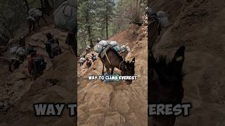 Riding Donkeys To The Summit Of Everest