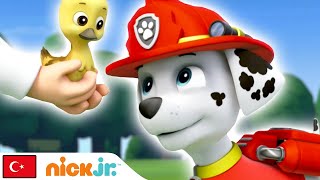 Pati Devriyesi | Marshall Yeni Bir Arkadaş Ediniyor! | Nick Jr.