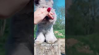 Fluffy Rabbits