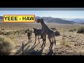 Wild Herd of Donkeys in Death Valley, FULL VIDEO