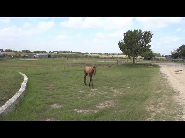 Mama Horse Teaches Baby Horse How To Jump - Video