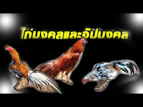 ไก่สีมงคล เลี้ยงไว้เสริมดวง โชคลาภเงินทองแก่เจ้าของของ !!!