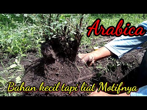 Memang Spot Idaman...Berburu di Habitat Arabica/Klampis Hitam(Vachellia nilotica)