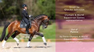 Iresias L | Stallion Video | Sport Horse Films Australia