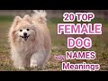 Top 20 Female Dog names | Popular trending female dog names with meanings