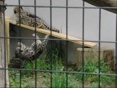 落下（札幌円山動物園のユキヒョウの赤ちゃん）