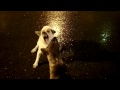 Soi Dog Fight, Dogs Attack a dog in Bangkok Thailand, in street.