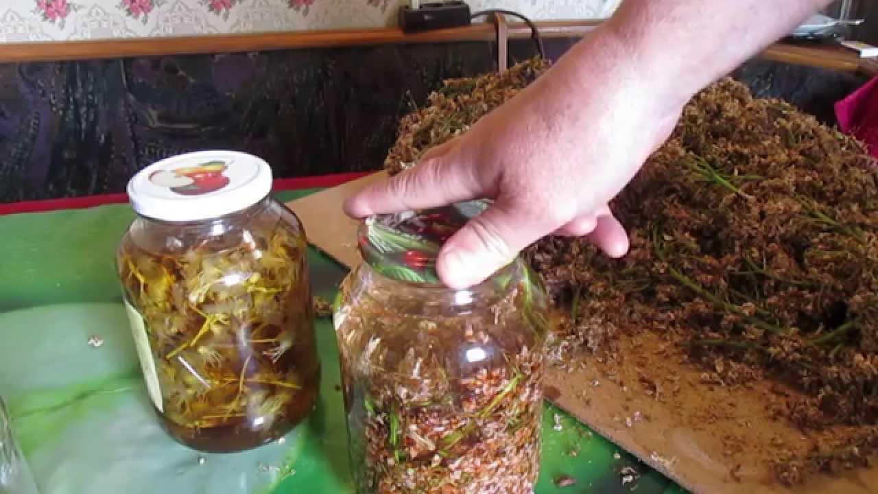 Как сделать настойку из каштана конский 386