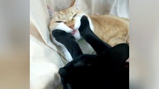 0% CHANCE that you will NOT LAUGH 😺 😺 FUNNIEST CAT VIDEOS