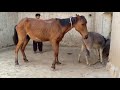 Donkey Meeting with horse - Animals Meeting - Horse mating
