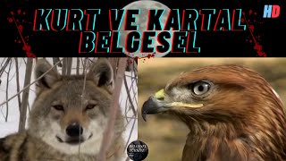 Kurt Belgeseli Kartal Belgeseli gri kurt kaya kartalı belgesel türkçe dublaj hay