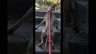 Super Fit Pure Pit Bull Learns To Climb Tree Chola Chula