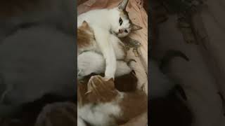 Ngree Cat