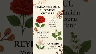 Peygamberimizin Sevdiği Çiçekler Bu Çiçekleri Seviyor Musunuz