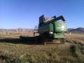 COSECHANDO ARROZ