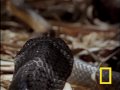 Cobra vs. Rat Snake