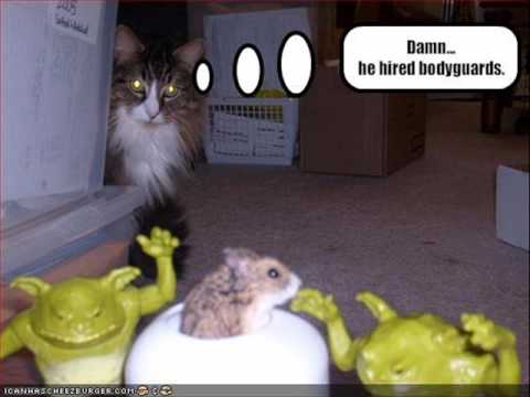 Funny Cats #45