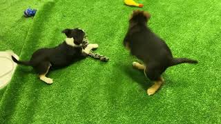 Aussie Shepherd Mix Puppies