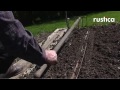 planter des radis