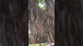 Masa Mata Ki Mndir