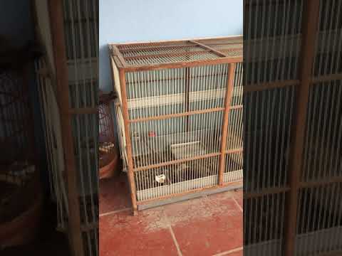 Chim họa mi khi nào thì cho vào lồng tập lực ,tác dụng của lồng chạy đất