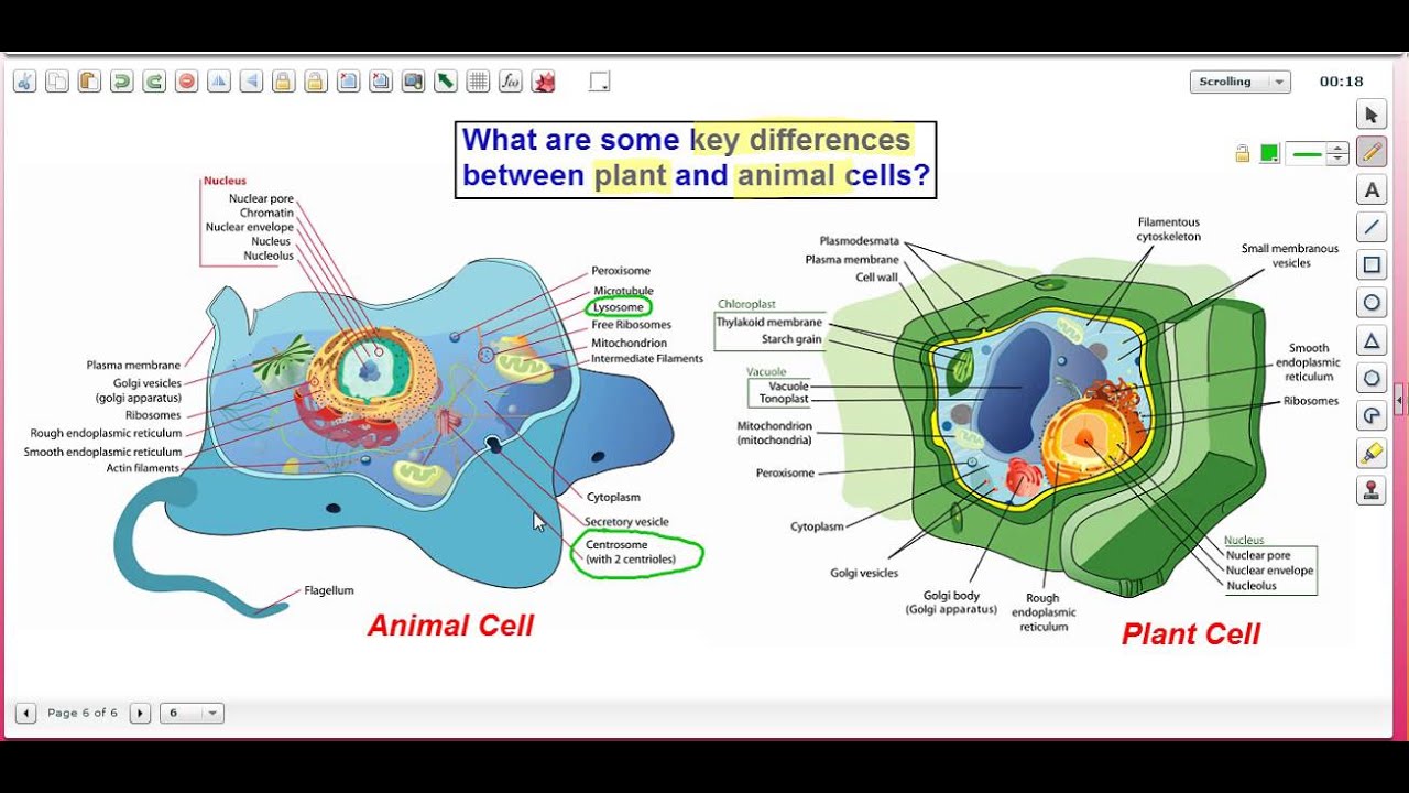 Differences Between Plant and Animal Cells: Test Boost Inc / SAT