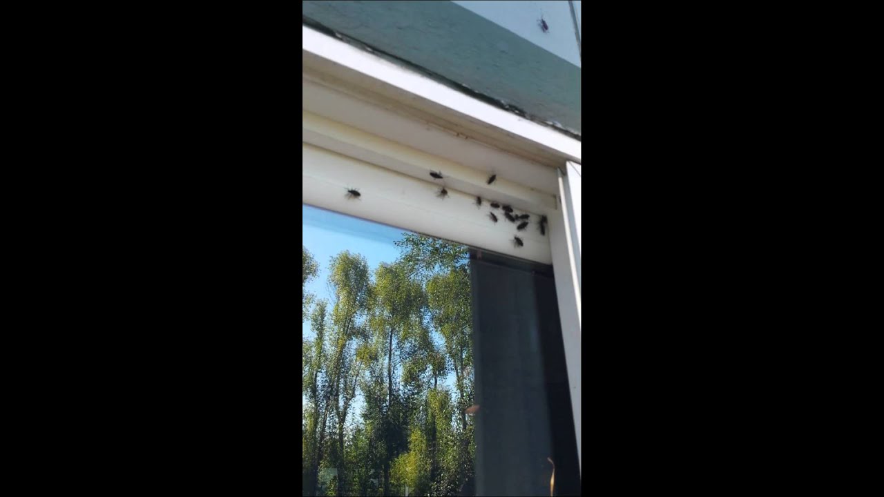 Boxelder Bug & Stink Bug Infestation. Oregon. - YouTube Boxelder Bug & Stink Bug Infestation. Oregon. - YouTube