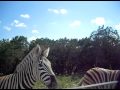 Hungry Zebra