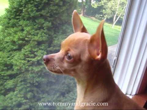 Chihuahua Thinks He's a Doberman