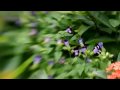 Manfrotto 391RC2 and Lensbaby Composer pan / tilt movement