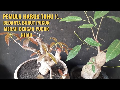 PEMULA HARUS TAHU !!!....PERBEDAAN BUNUT PUCUK MERAH DENGAN PUCUK HIJAU