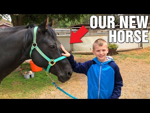 Horse Grooming and Riding Lessons!! || Mommy Monday