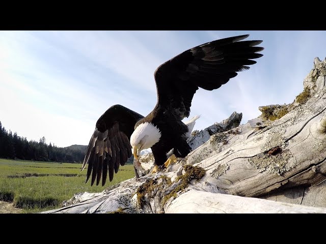 Eagle Is A Tech Addict - Video