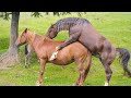 Animal sexy video