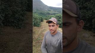 E Tinha Mato Em