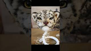 From White To Wild Leopard Transformation