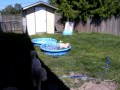 Poodle in the Pool