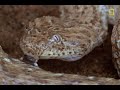 lizard