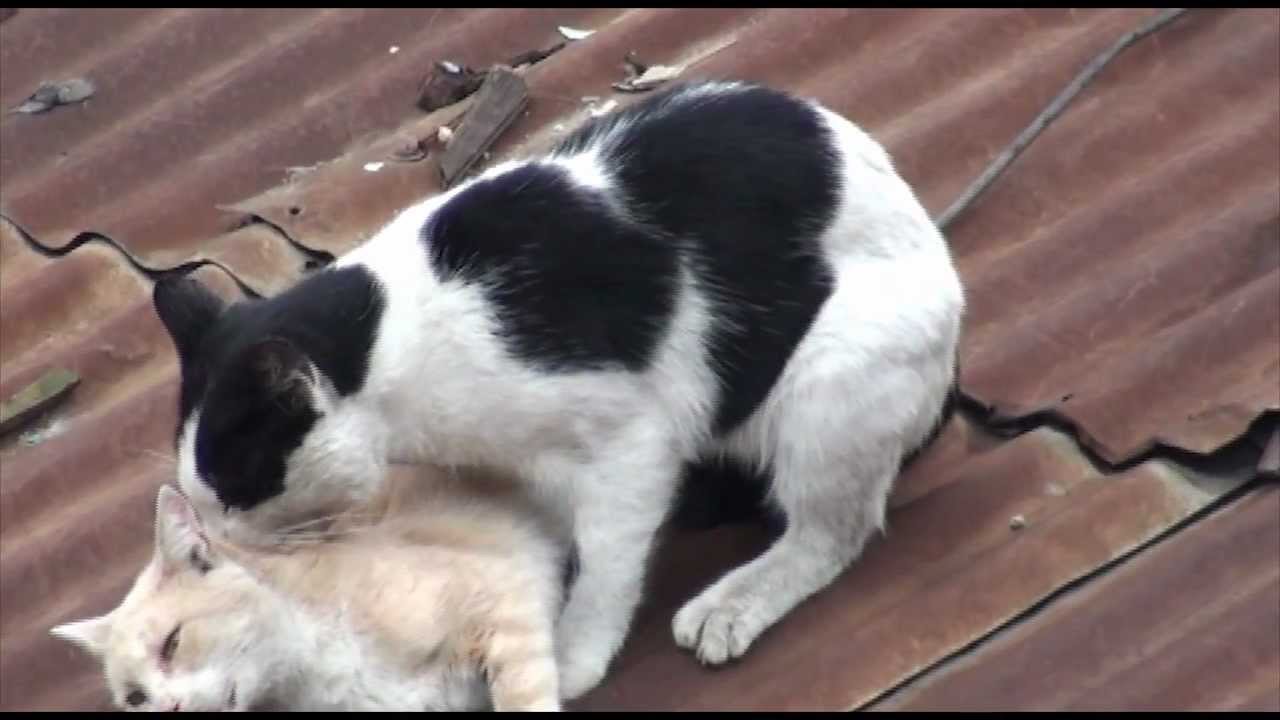Female Cat In Heat Female Cat in Heat signs, symptoms and