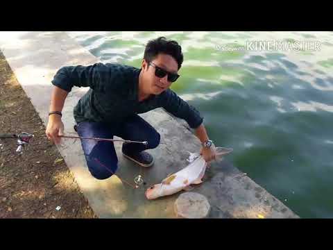 ICLIP Fishing ตกปลาสวาย บ่อตกปลาบึงมารวย และสูตรตกปลาสวาย